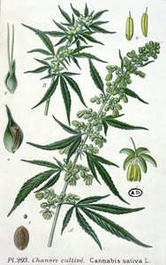 Cannabis Sativa, Botanical Plate