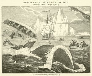 Canoe Thrown into the Air by a Whale