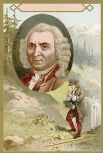 Carl Linnaeus by French School
