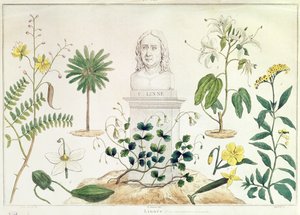 Carolus Linnaeus surrounded by some of the plants he classified by French School