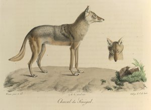 Jackal of Senegal, from Histoire Naturelle des Mammifères by French School