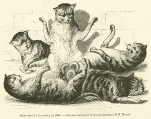 Cats Found in Strasbourg in 1683 (engraving) by French School
