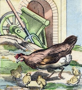 Chicken and Chicks (Engraving in "Buffon Alphabet des Oiseaux n 2") by French School