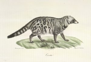 Civet, from 