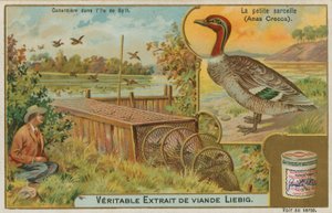 Common Teal; Catching Ducks by French School