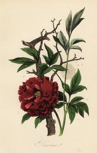 Common Peony with Cobweb by French School