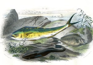 Coryphene Hippurus (coryphene sea bream, chameleon fish) - Plate extracted from Natural History by Bernard Germain de Lacepede, edition P. Furme, Paris
