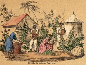 Cotton by French School