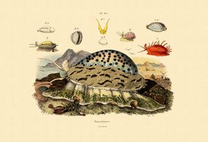 Cowrie Shells by French School