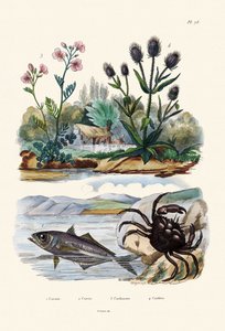Crab