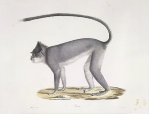 Monkey, from Histoire Naturelle des Mammifères