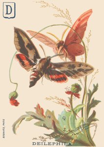 Deilephila (Deilephila elpenor or Great sphinx of the vine) by French School