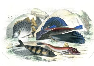 Dactyloptere pirapede (Dactylopterus pirapeda) flying fish, Chetodon argus (scatophagus argus), centronote pilote (echeneis naucrate), Trigle Lyre (Genicanthus Melanospilos) - Plate extracted from Natural History by Bernard Germain de Lacepede by French School