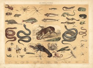 Dangerous animals