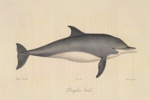 Striped Dolphin, from Histoire Naturelle des Mammifères by French School