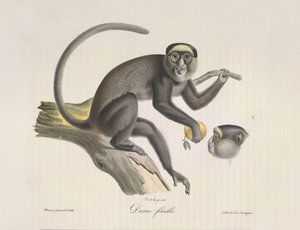 Female Monkey, from Histoire Naturelle des Mammifères by French School
