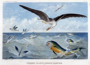 Dorades, Flying Fish, Albatross - in Le Monde de la Mer by Alfred Fredol