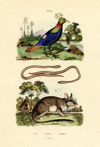 Dormouse by French School