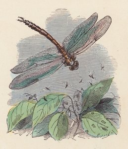 Dragonfly by French School