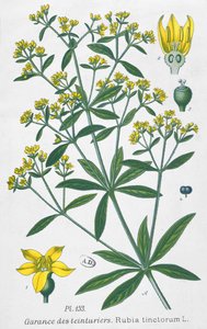 Dyers Madder (Rubia Tinctorum) by French School