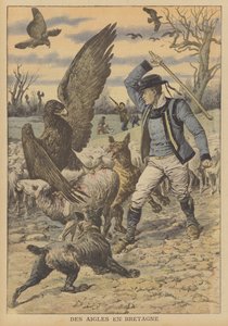 Eagles Attacking a Flock of Sheep in Brittany