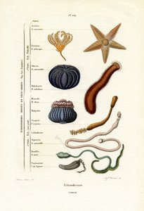Echinoderms, 1833-39 by French School