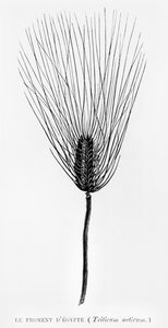 Egyptian Wheat, Illustration from L