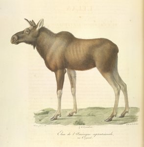 North American elk, from Histoire Naturelle des Mammifères