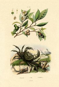 European Red-bellied Clerid by French School