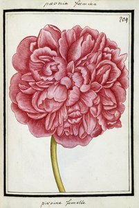 Female Peony by French School