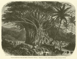 Colossal Fig Tree in Anna-Maria Bay, Nouka-Hiva, Oceania (engraving) by French School