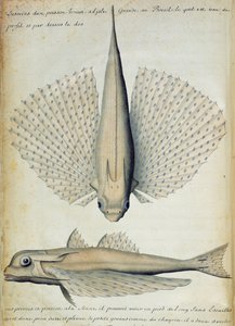 Fish Found at Ilha Grande, Brazil by French School