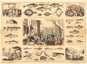 Fishes