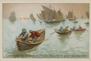 Fishing of Cod in Newfoundland - Laying Lines