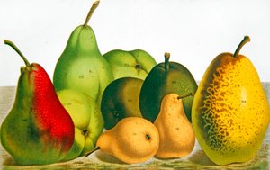 Five Varieties of Pear