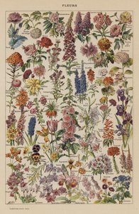 Flowers by French School