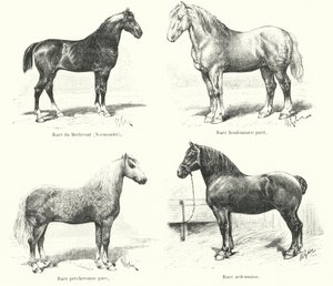 Four French horse breeds: Merlerault, Boulonnaise, Percheronne, Ardennaise by French School