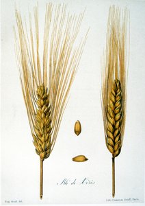 French 19th Century Illustration of Ears of Corn by French School