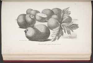 Fruit, from Voyage pittoresque autour du monde, avec des portraits de sauvages d