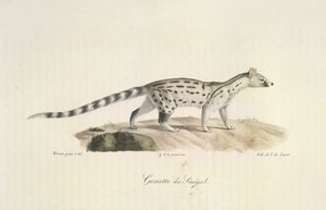 Genet of Senegal, from Histoire Naturelle des Mammifères by French School