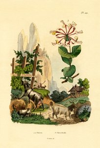 Goats by French School