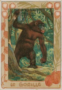 Gorilla by French School