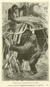 Gorillas Building a Shelter (engraving)