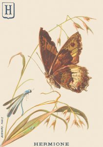 H: Hermione (Hipparchia hermione or Little sylvander)