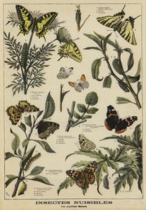 Harmful butterflies
