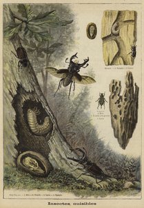 Harmful insects