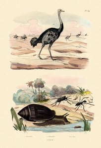 Herald Snail, 1833-39 by French School