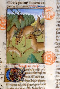 Herd of Deer, from the Livre de la Chasse by Gaston Phebus de Foix (1331-91)