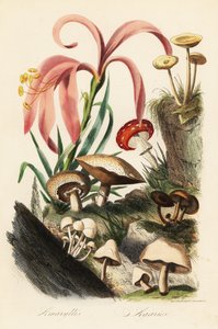 Hippeastrum Species, Fly Agaric, Caesar