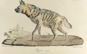 Striped Hyena, from 